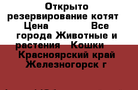Открыто резервирование котят › Цена ­ 15 000 - Все города Животные и растения » Кошки   . Красноярский край,Железногорск г.
